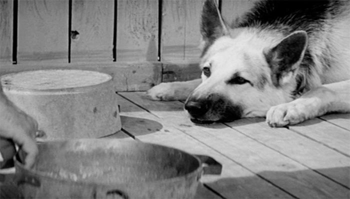 кадр Ко мне, Мухтар! 10