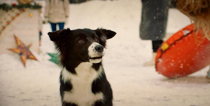 Кадр из фильма Моё собачье дело кадр Моё собачье дело 6