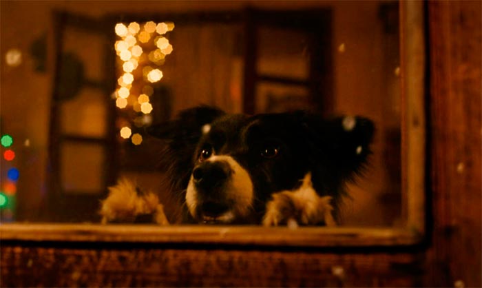 Кадр из фильма Моё собачье дело кадр Моё собачье дело 8