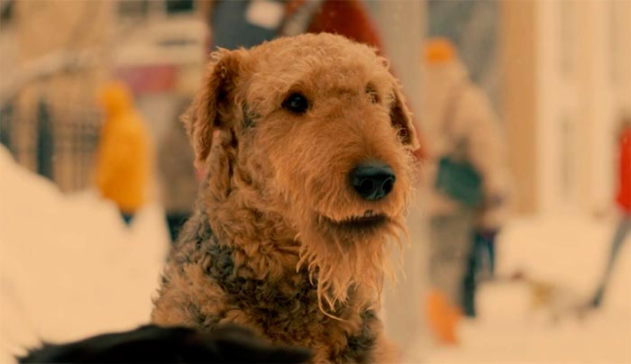 Кадр из фильма Моё собачье дело кадр Моё собачье дело 10