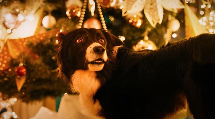 Кадр из фильма Моё собачье дело кадр Моё собачье дело 11