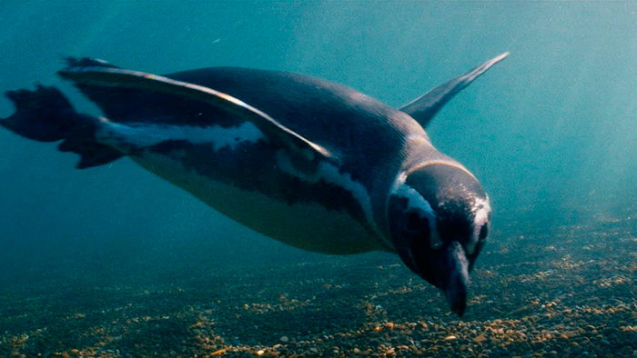 кадр Мой пингвин 10