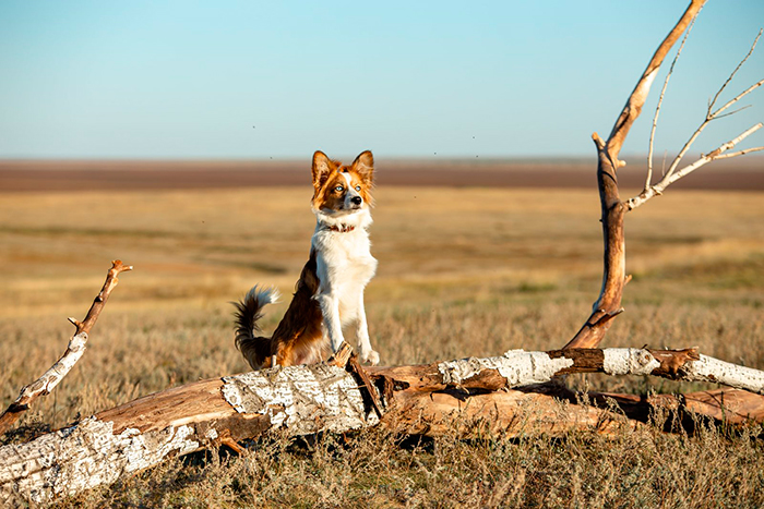 кадр Моя собака - космонавт 11