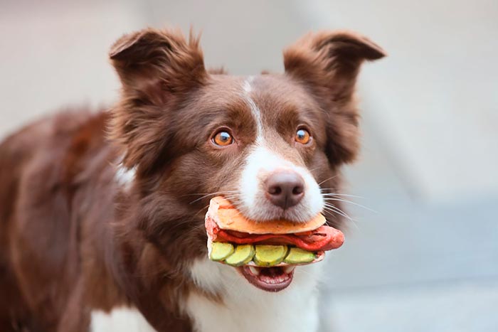 Кадр из фильма Поймай собаку, если сможешь кадр Поймай собаку, если сможешь 11