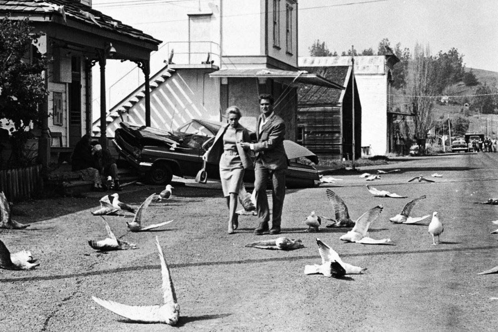 кадр Птицы 9