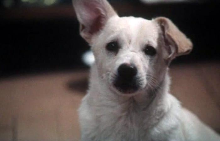 кадр Щен из созвездия Гончих Псов 5