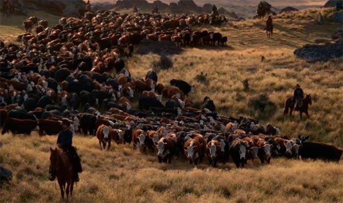 кадр Власть пса 11