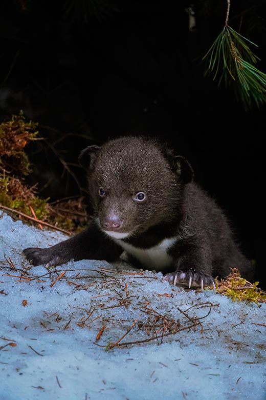 кадр Я - медведь 6