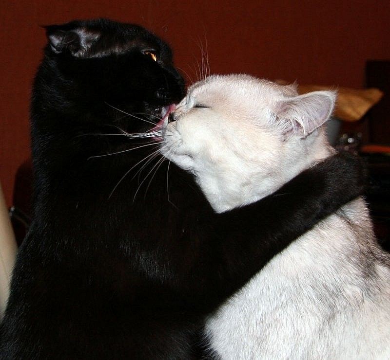 коты целуются