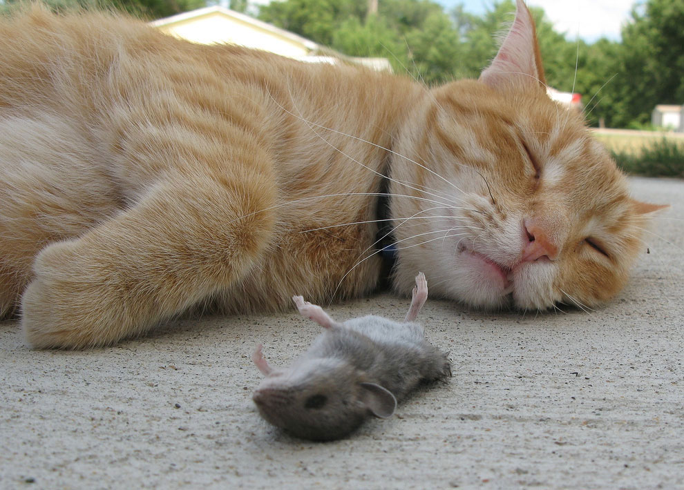 кот и мышь