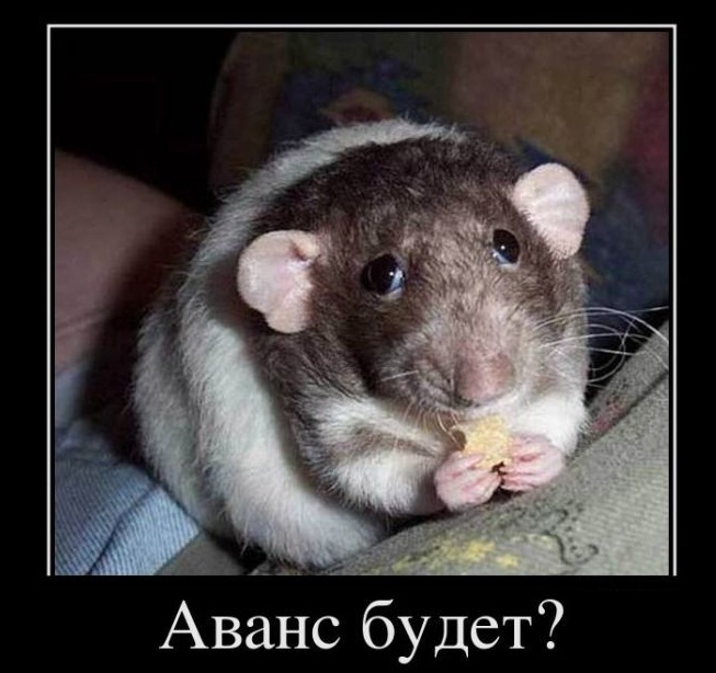 крыса ест