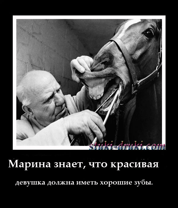 ветеринар осматривает зубы коня