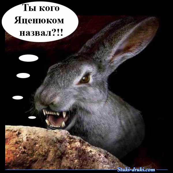 Кролик злится