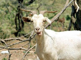 Судан брак с козой