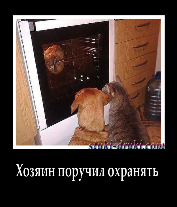 Кот и собака смотрят как в духовке жарится курица