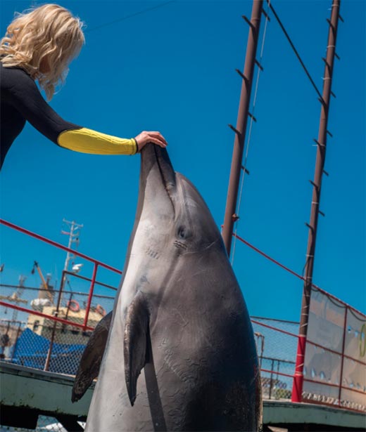 Кадр из сериала Дельфин 2 сезон кадр Дельфин 2 сезон 7