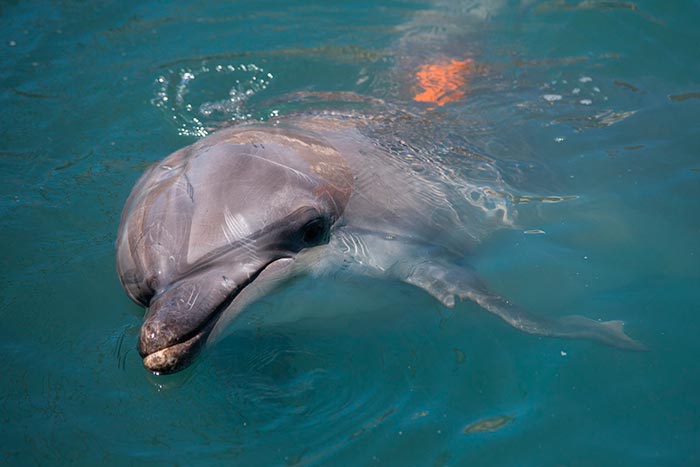 Кадр из сериала Дельфин 2 сезон кадр Дельфин 2 сезон 9