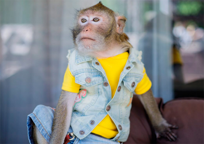 кадр Майор и Меймун 2 сезон 11