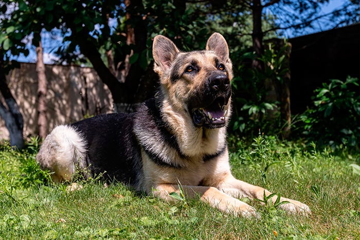 Кадр из сериала Мухтар. Он вернулся кадр Мухтар. Он вернулся 3