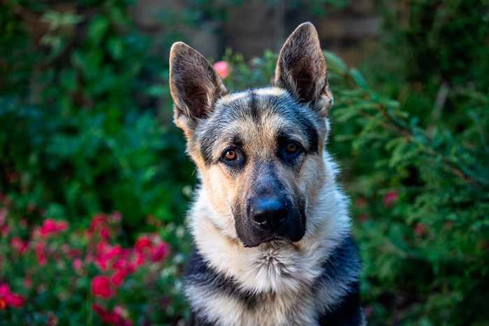 Кадр из сериала Мухтар. Он вернулся кадр Мухтар. Он вернулся 6