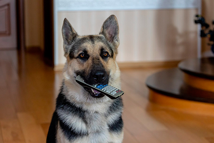 Кадр из сериала Мухтар. Он вернулся кадр Мухтар. Он вернулся 10