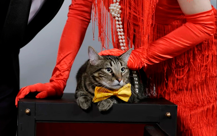 кадр Женщина с котом и детективом 4 сезон 11